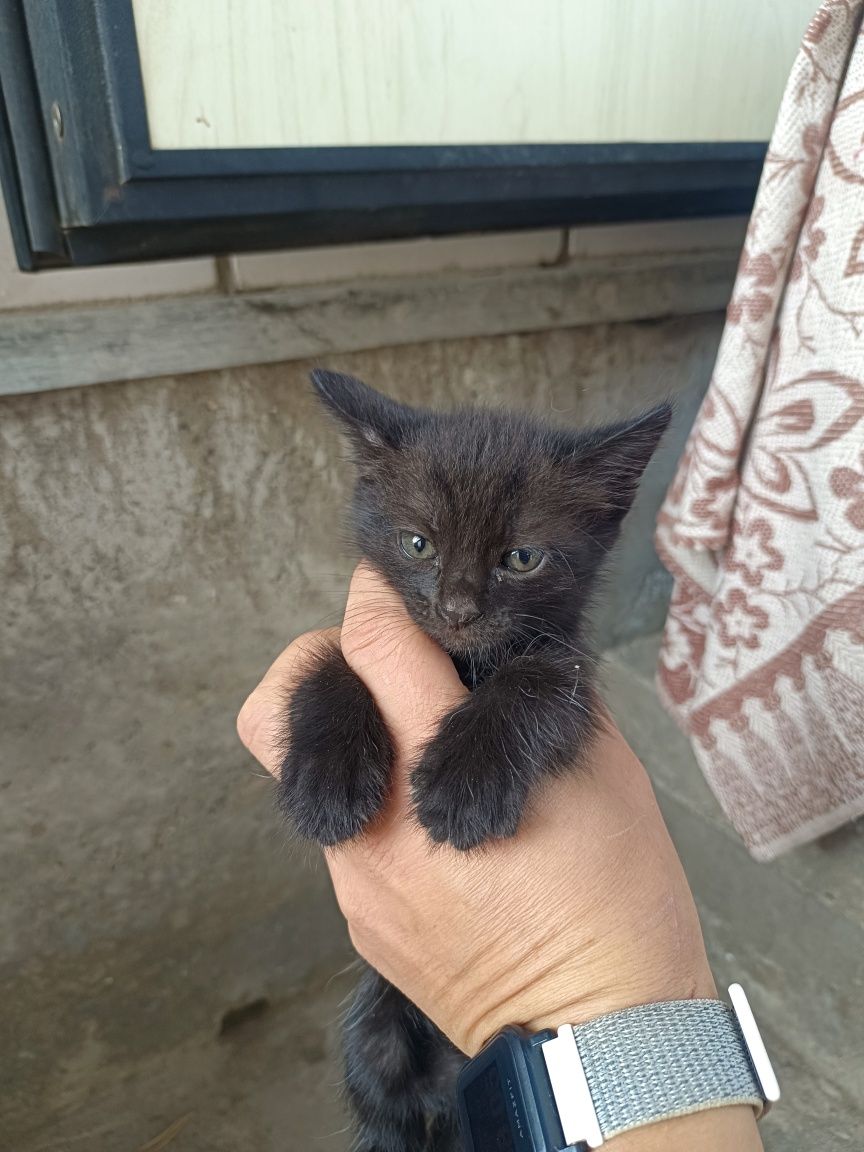 Котята, кошки, котики
