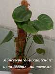 комнатные цветы 500тг