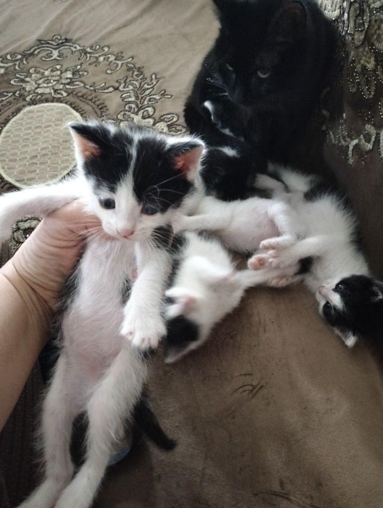 Котята ищут дом и добрых друзей