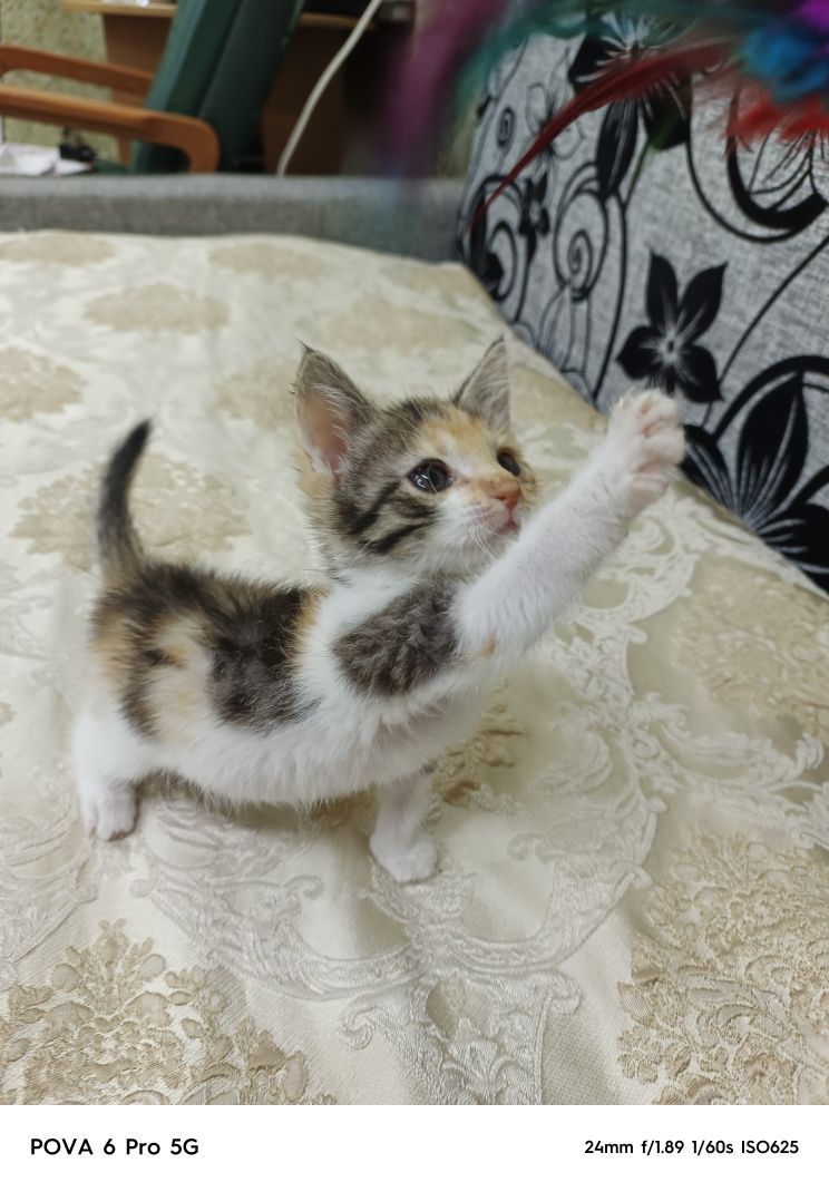 Отдам милого игривого котёнка!