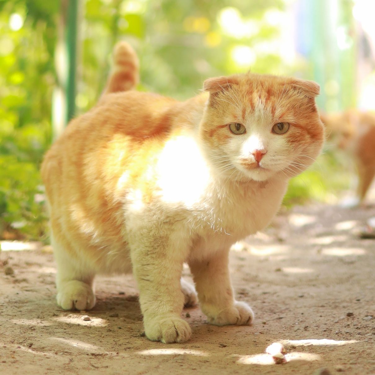 Котята и взрослые кошки (рыжики) в опасности, ищут дом!!