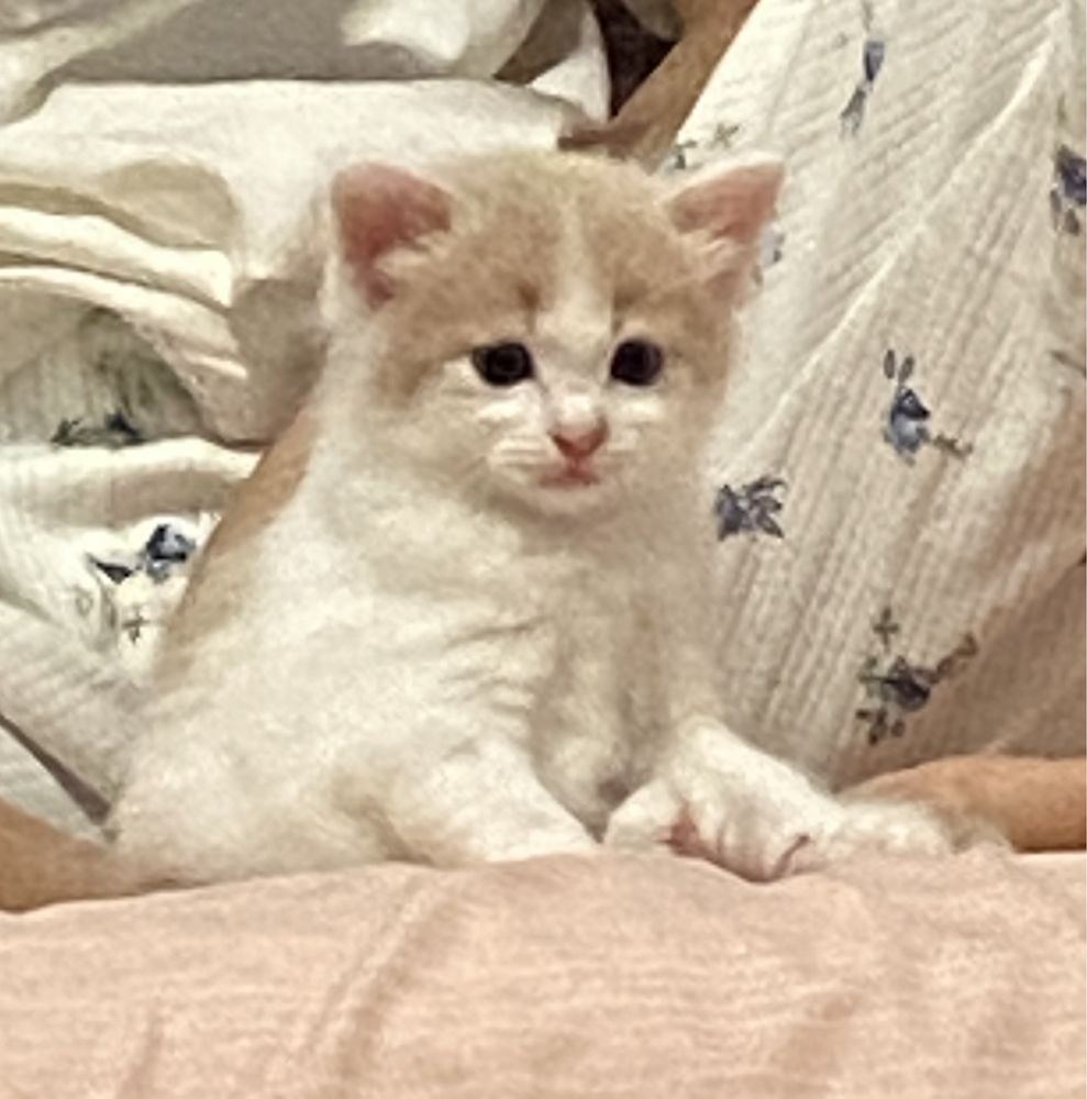 Отдам котят в добрые руки!
