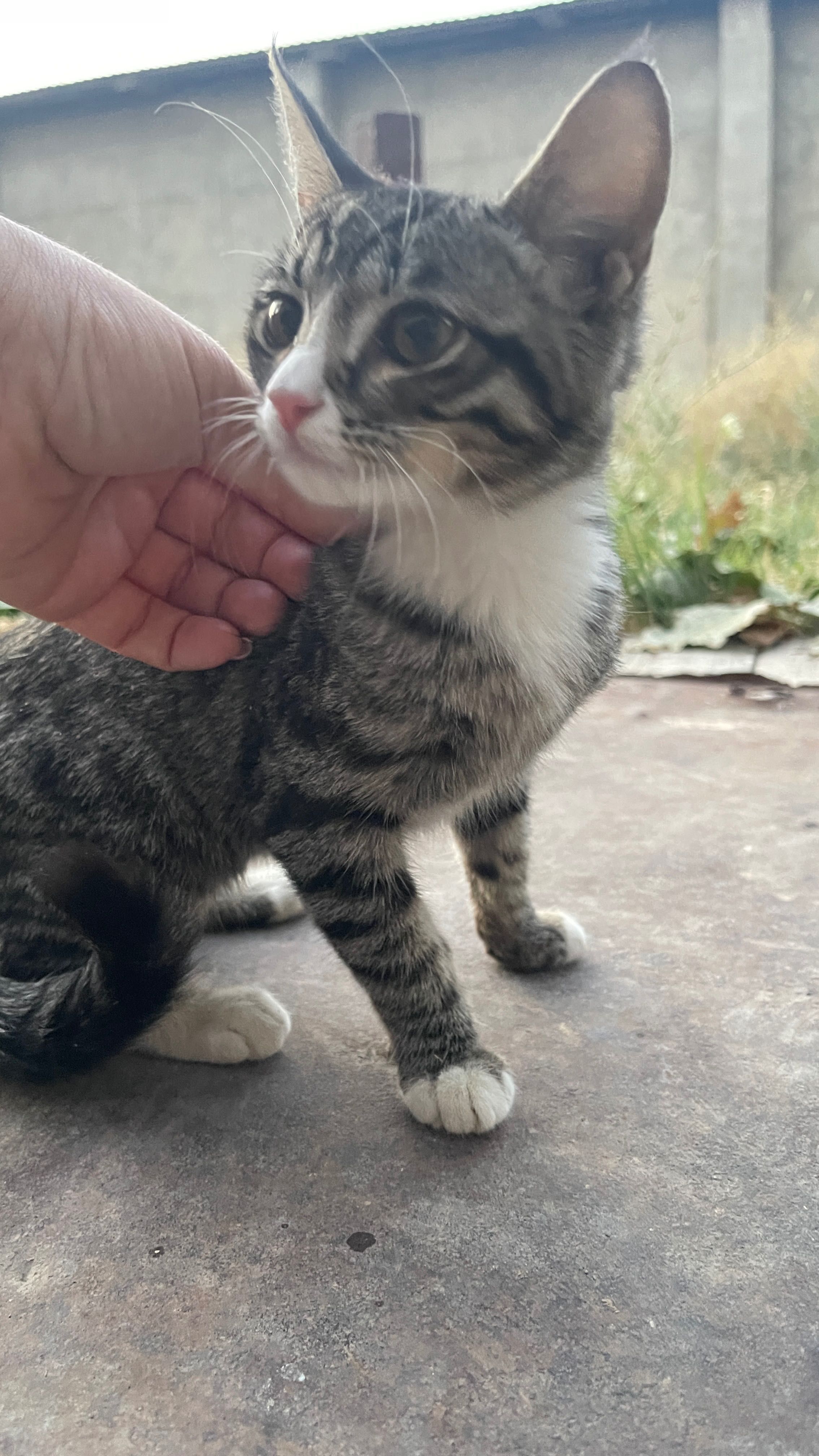 Котенок в хорошие руки!