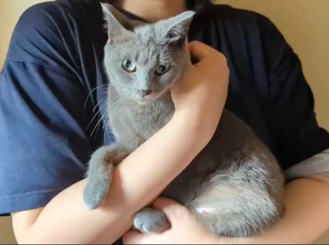 Нежная кошечка ищет дом