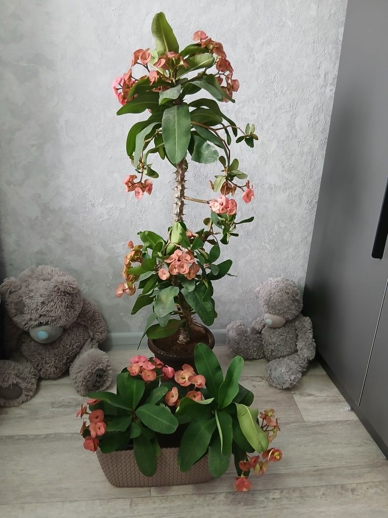 Продаются домашние цветы, малочай, фикус, гиппеатрум и м.д