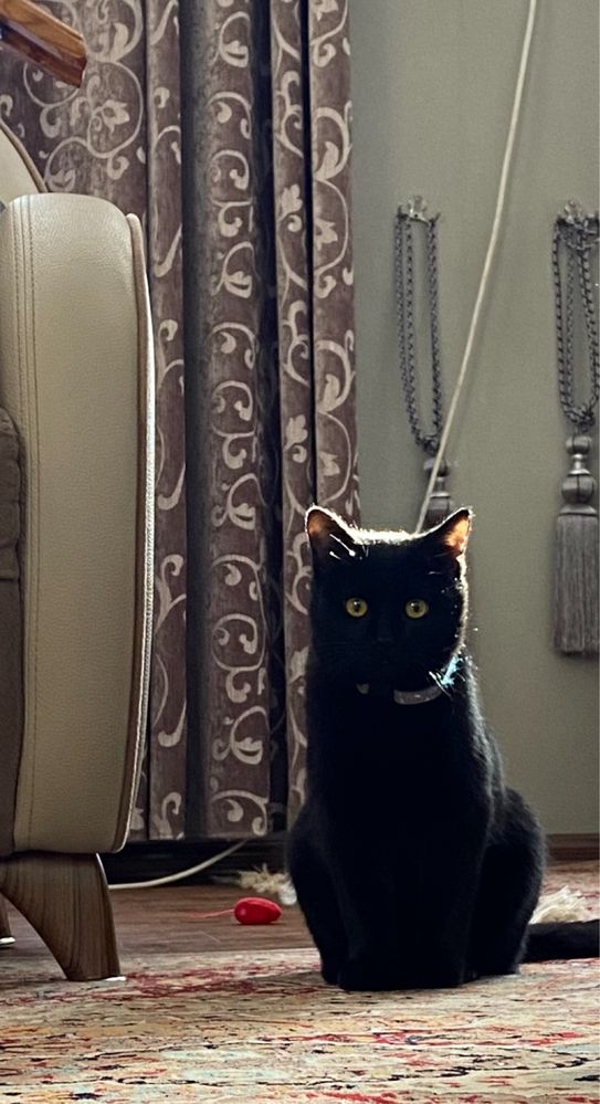 Отдам кота