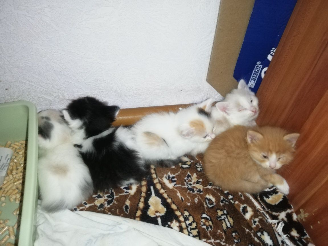 Отдам котят в добрые руки.