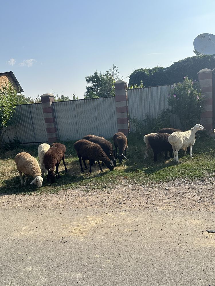 Продам жирных баран !