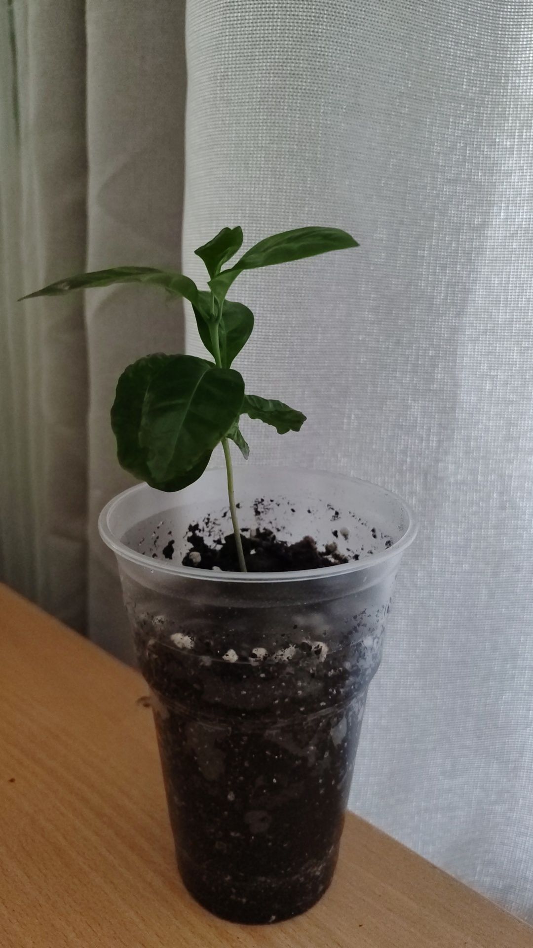 Продам кофейное дерево