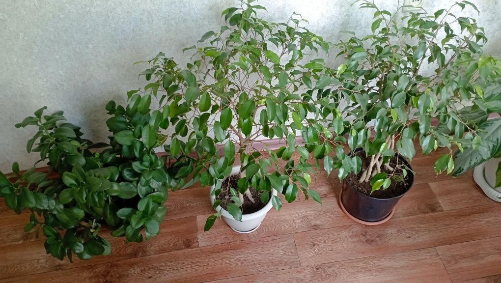 Фикус Бенджамина и Каланхоэ