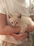 отдам котёнка в добрые руки
