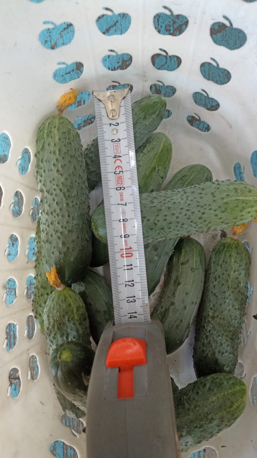 Продаются огурцы
