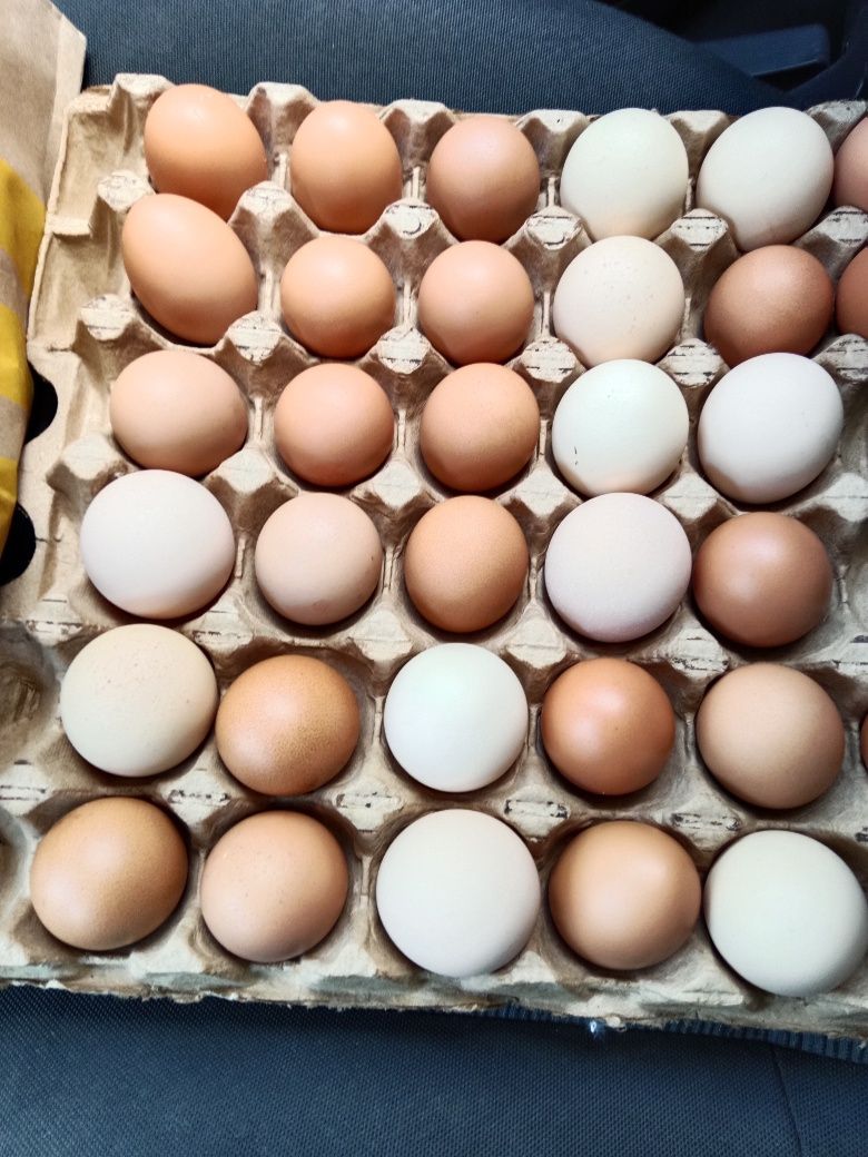 Продам домашние яйца