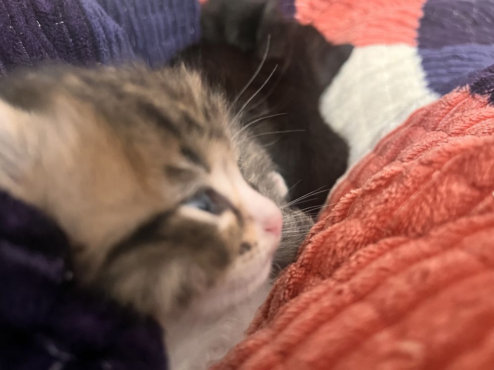 Котята отдам. Еще и кошку