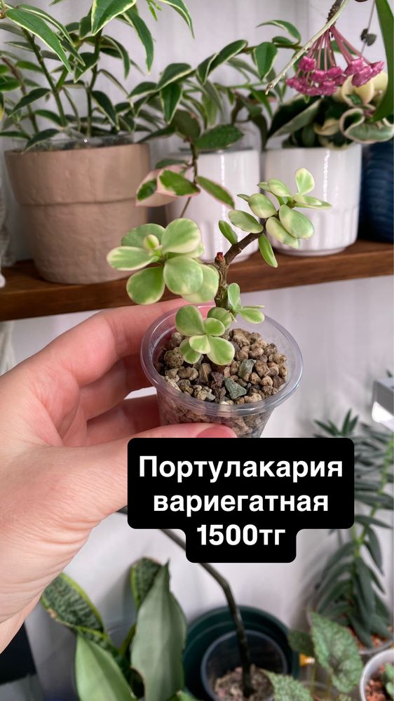 Суккуленты. Комнатные растения