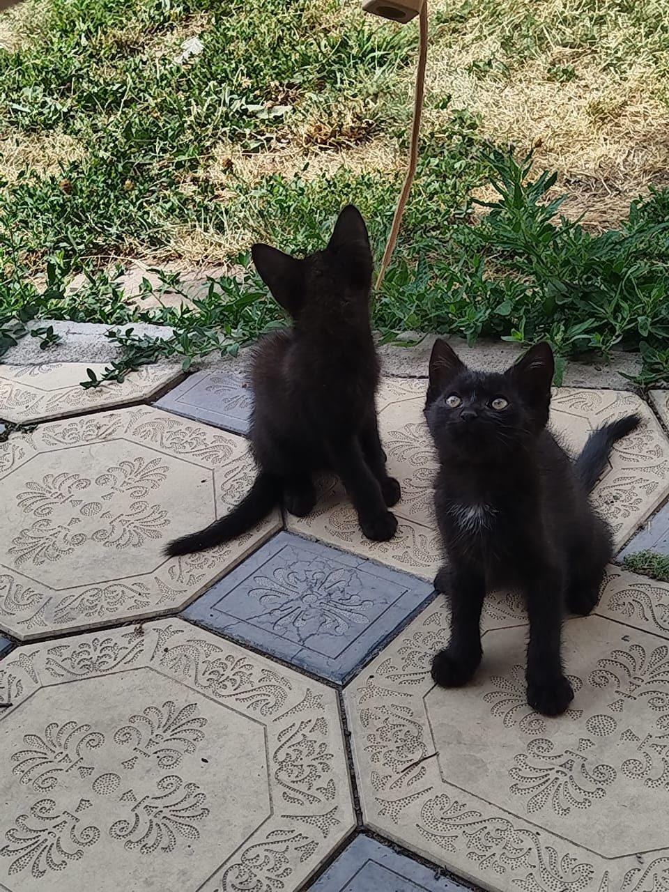 Отдадим котят в добрые руки