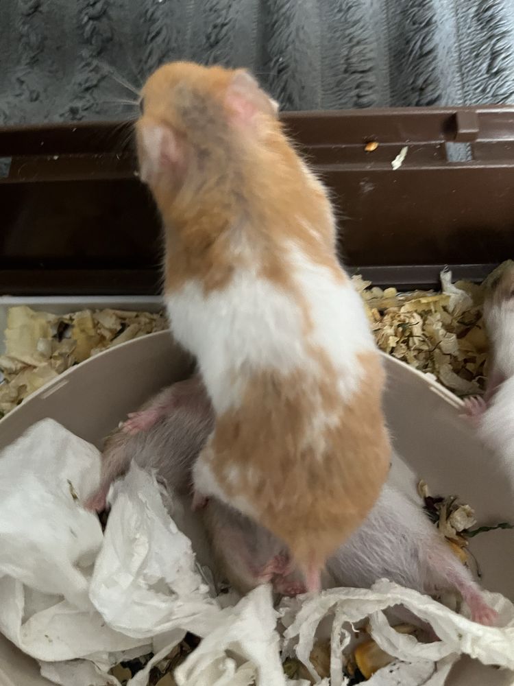 продам сирийского хомяка