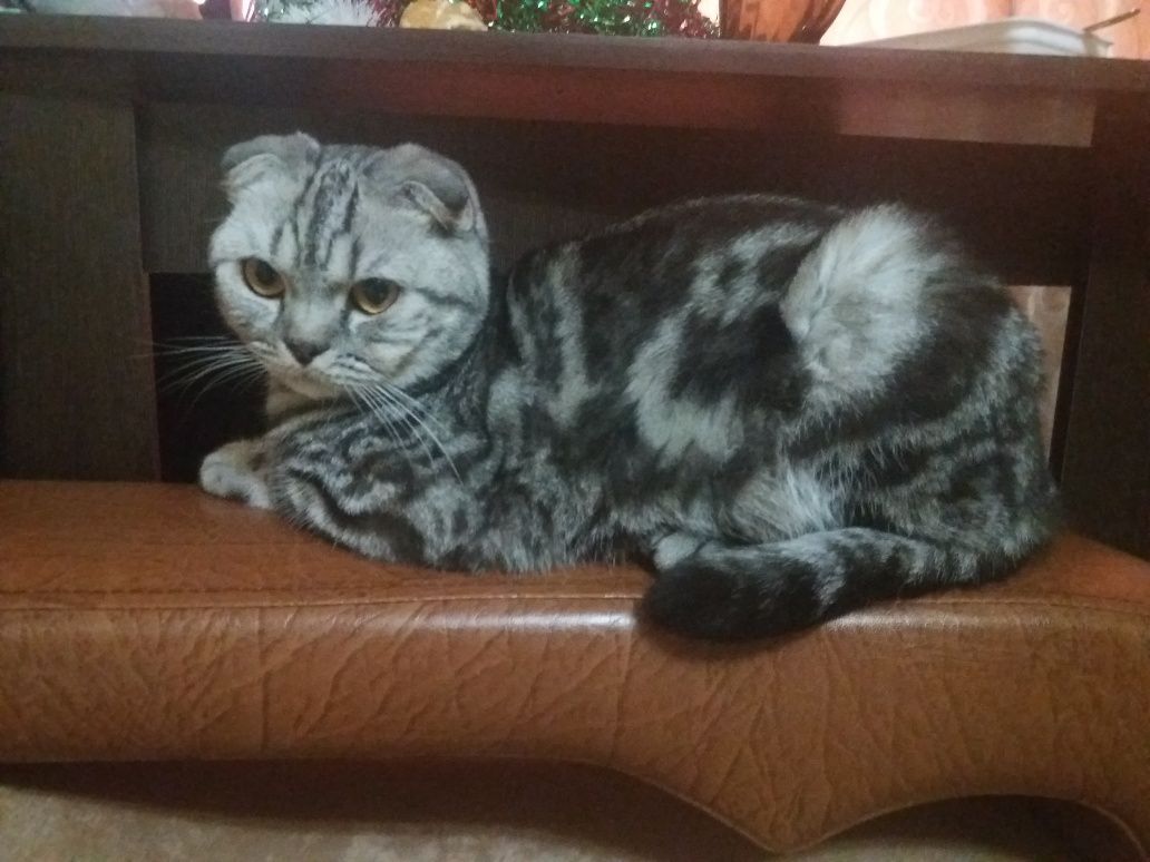 Кот для вязки!!!