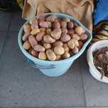 Картошка семенная
