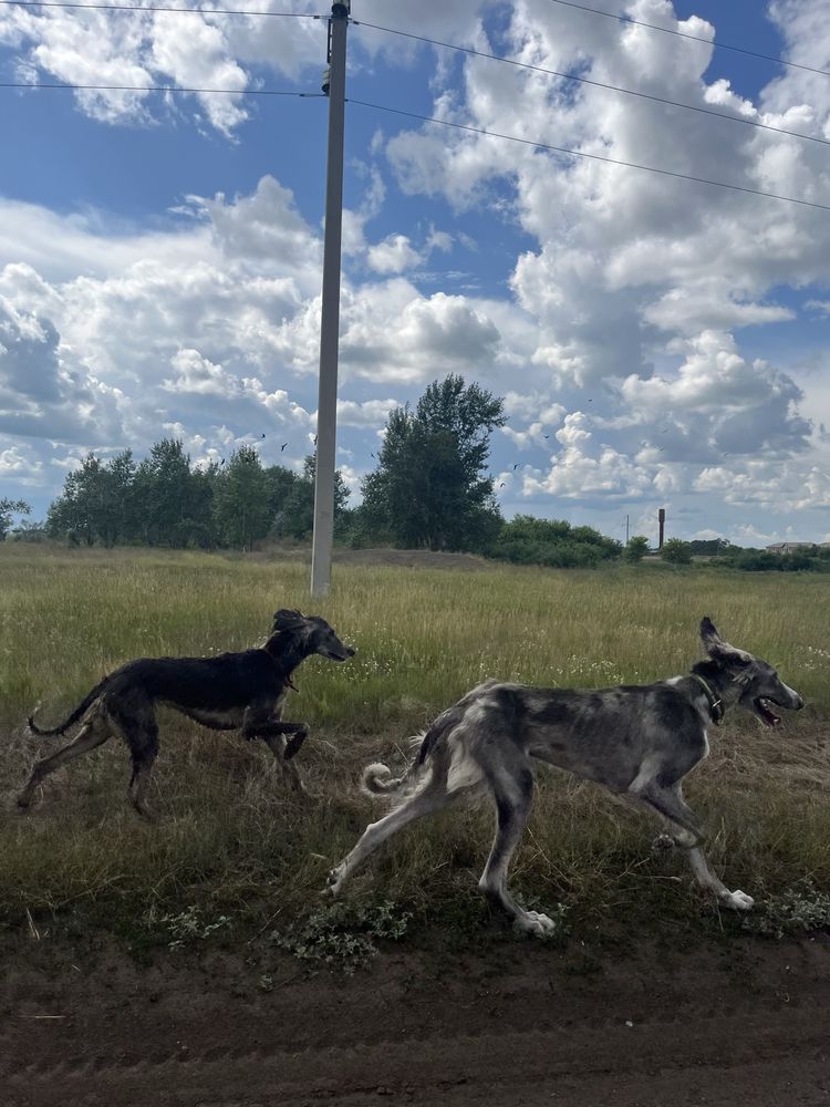 2жасар тазы сатылады