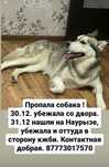 Пропала собака, хаски,чипирована