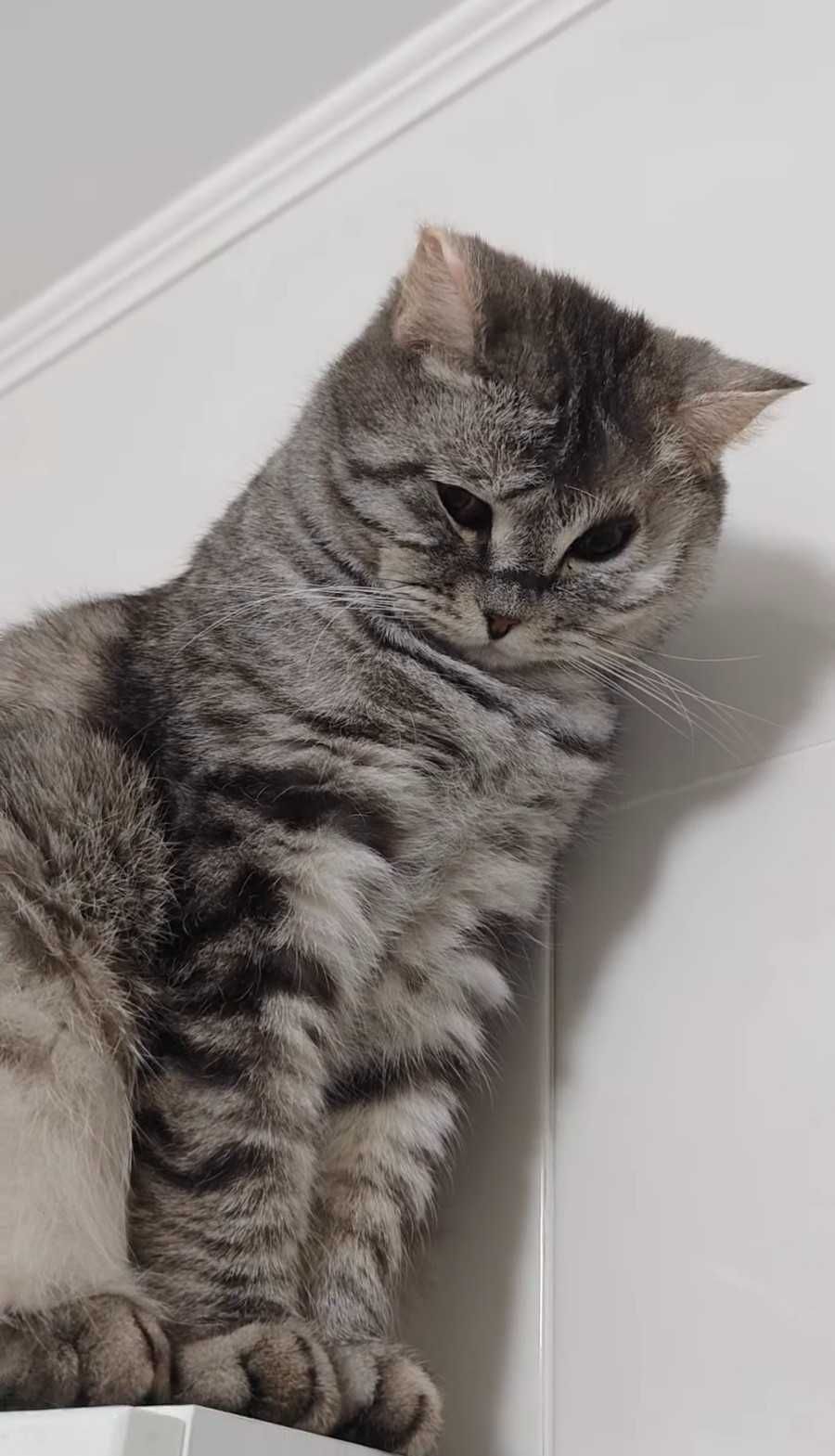 Красивый котик ищет дом