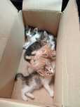 Кошка Котёнок Мысык