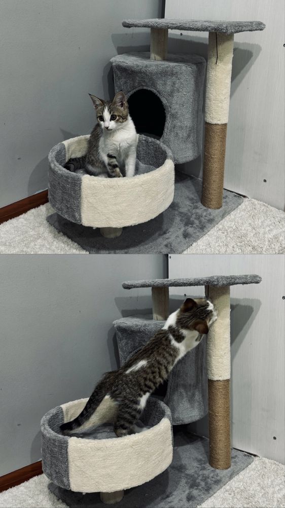 Отдам кошку бесплатно в добрые руки