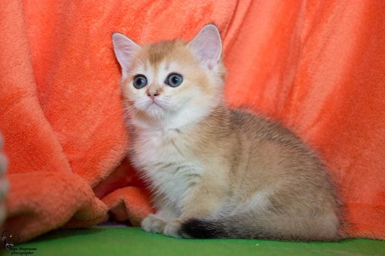 Продаются очаровательные котята