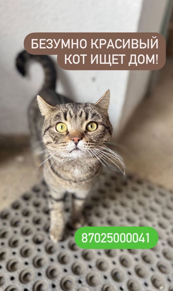 Красивый кот ищет дом!