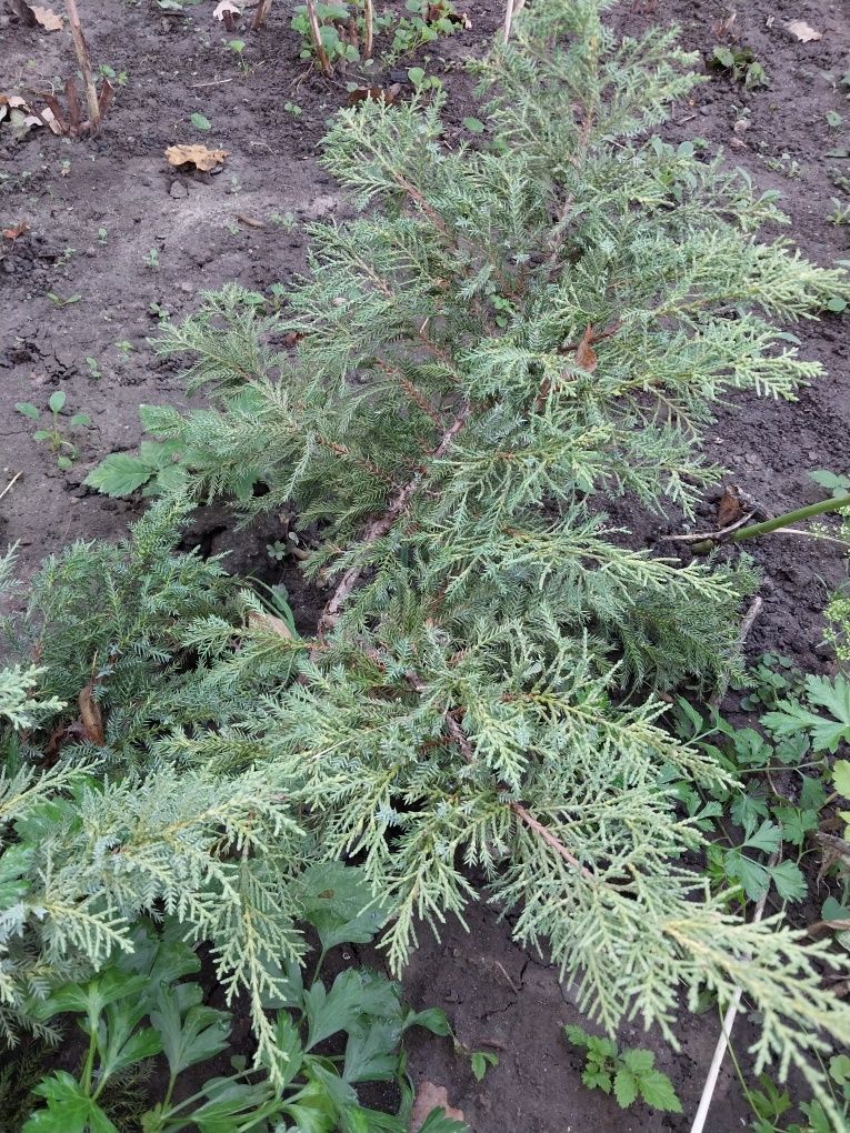 Продам садовые цветы