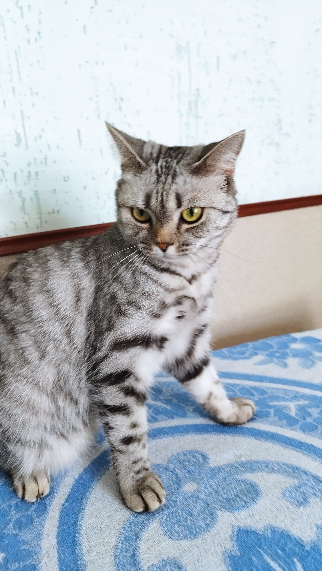 Подарю кошку в хорошие руки