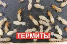 Термиты клопы тараканы