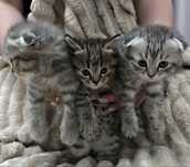 Продам шотландских котят
