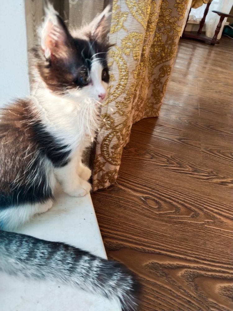 Котят в добрые руки