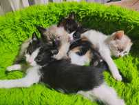 Отдаю котят в хорошие руки