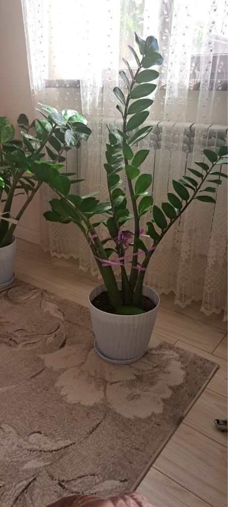 Продаются комнатные цветы, гүл