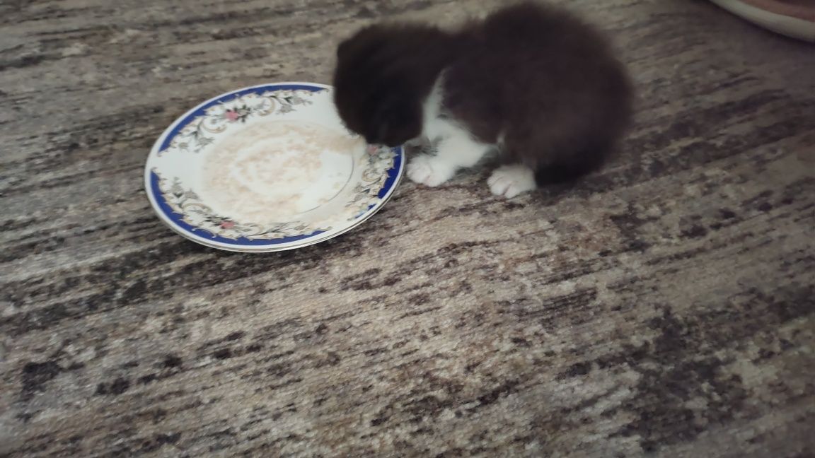 Котенок ищет хозяев