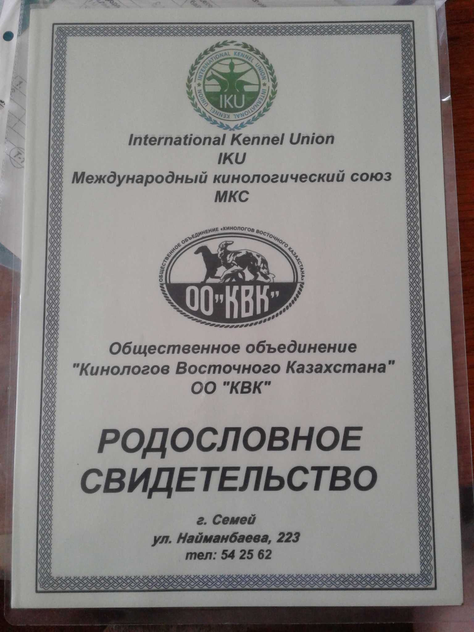 Продам щенков русского охотничьего спаниеля.