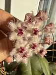 Продам черенки Хойя  CAUDATA SUMATRA