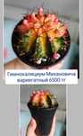 Кактус вариегатный  суккуленты комнатные цветы
