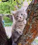 Maine Coon тикированная девочки