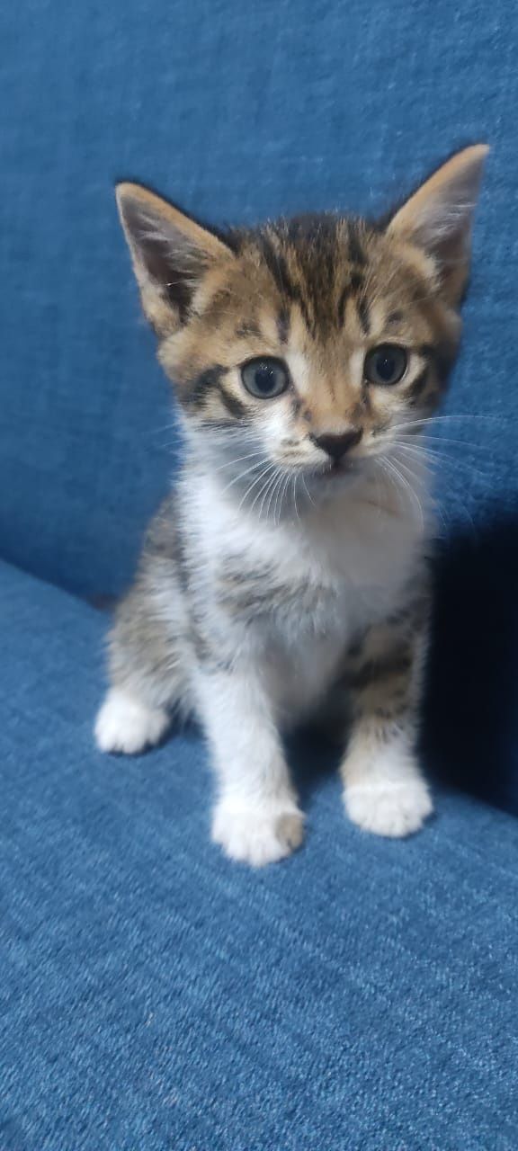 Симпатичные котята