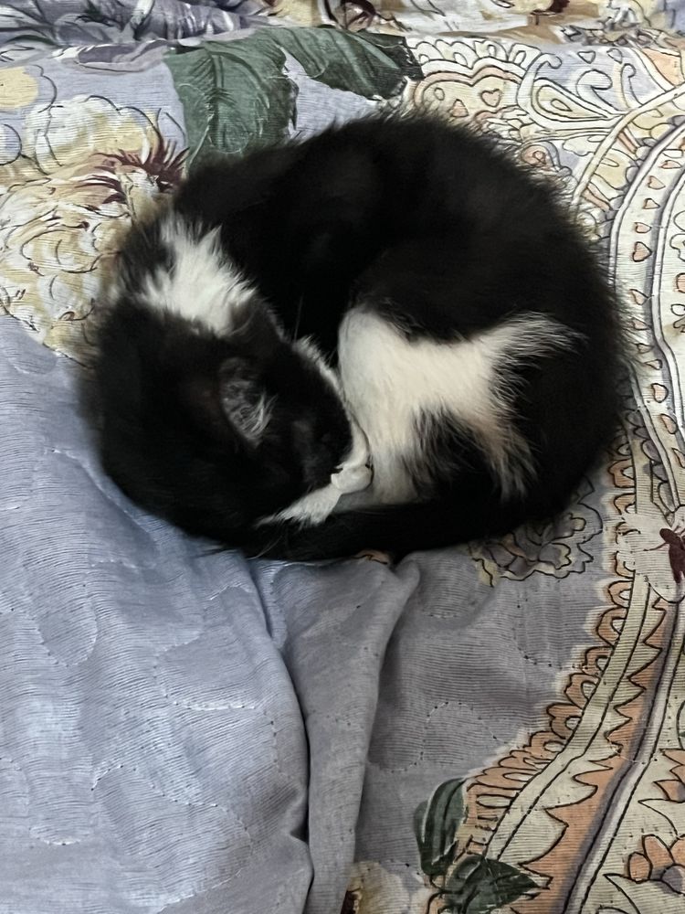 Отдаю 2 котёнка в добрые руки
