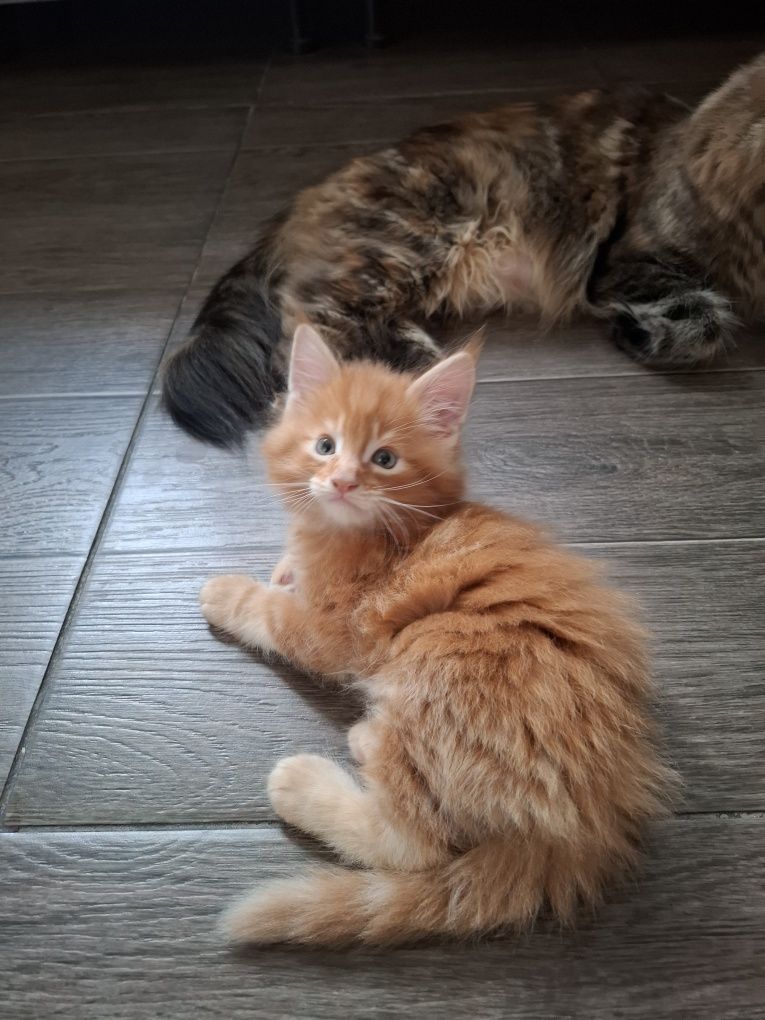 Продам котят породы мейн кун