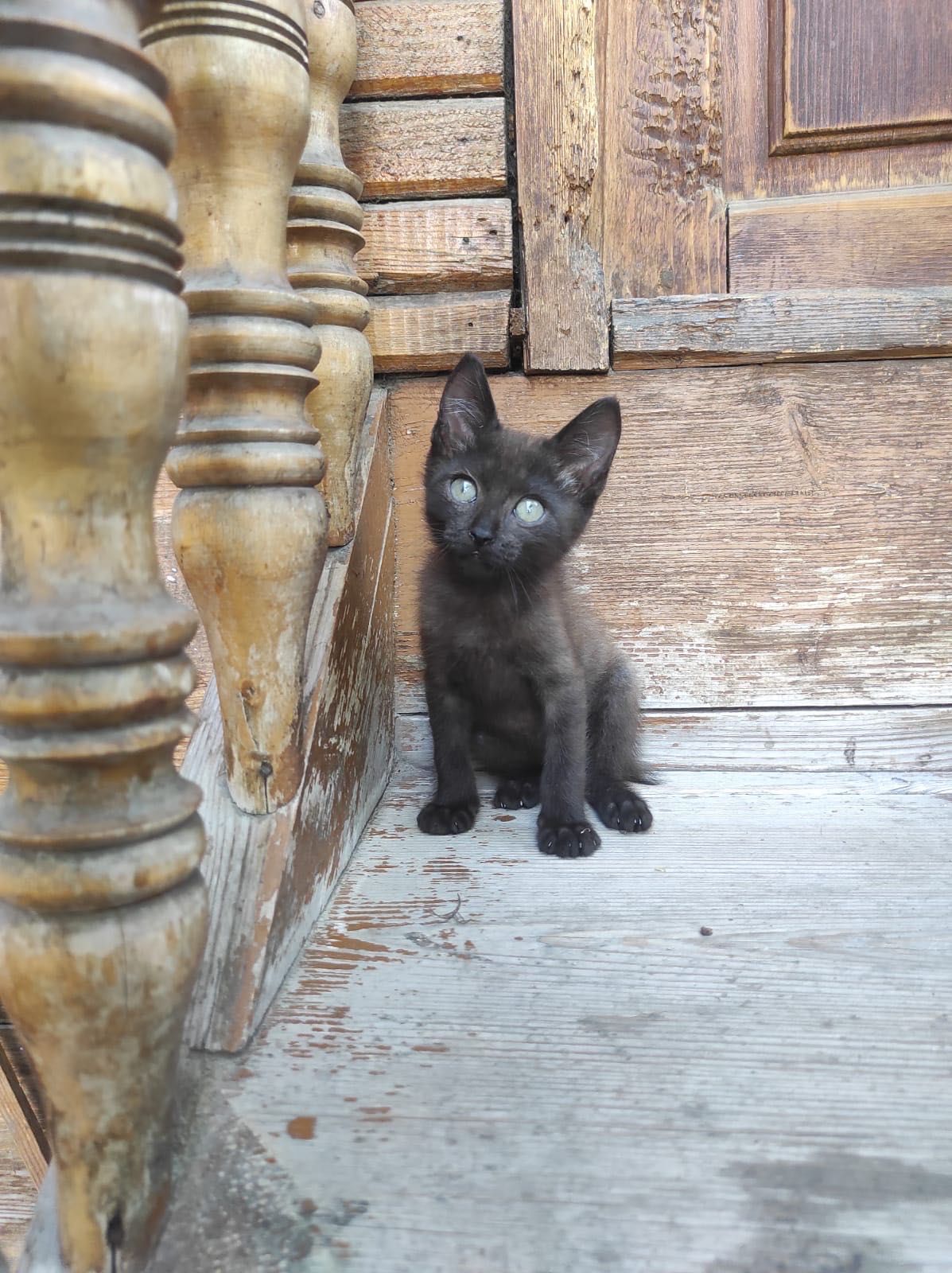 Отдам котят в добрые руки!