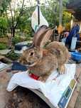 Кролики великаны 6месяцные семейка 3самки 1самец