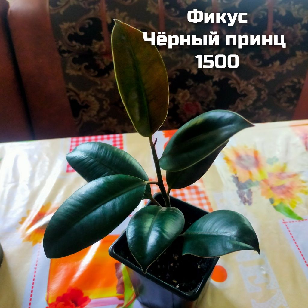 Комнатные растения