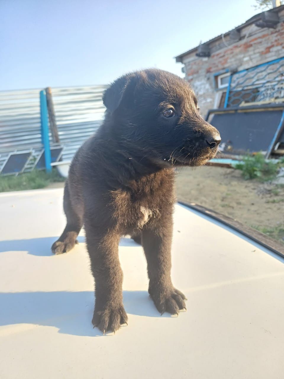 Продам щенков немецкой овчарки