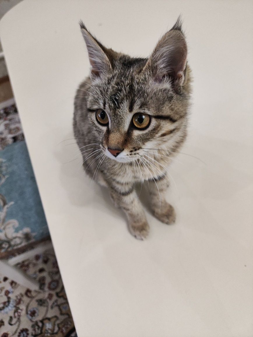 Котенок в добрые руки
